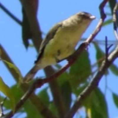 Smicrornis brevirostris (Weebill) at Greenway, ACT - 19 Feb 2017 by SteveC