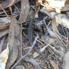 Lampropholis delicata (Delicate Skink) at Hackett, ACT - 20 Feb 2017 by Qwerty