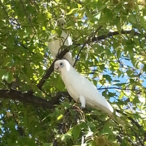 Cacatua sanguinea at Greenway, ACT - 22 Feb 2017