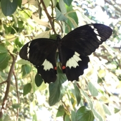 Papilio aegeus (Orchard Swallowtail, Large Citrus Butterfly) at Giralang, ACT - 22 Feb 2017 by RyanW