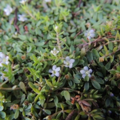 Glossostigma elatinoides (Small Mud-mat) at Greenway, ACT - 22 Feb 2017 by michaelb