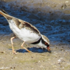 Thinornis melanops (Black-fronted Dotterel) at Gungahlin, ACT - 22 Feb 2017 by CedricBear