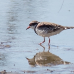 Charadrius melanops at Gungahlin, ACT - 22 Feb 2017