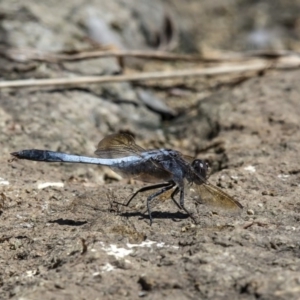 Orthetrum caledonicum at Dunlop, ACT - 23 Feb 2017 01:12 PM