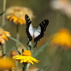 Graphium macleayanum (Macleay's Swallowtail) at Acton, ACT - 22 Feb 2017 by Roger