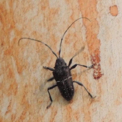 Zygocera pruinosa (Pruinosa longicorn beetle) at Greenway, ACT - 22 Feb 2017 by MichaelBedingfield