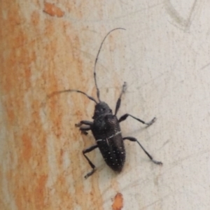 Zygocera pruinosa at Greenway, ACT - 22 Feb 2017 08:16 PM