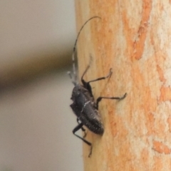 Zygocera pruinosa at Greenway, ACT - 22 Feb 2017 08:16 PM