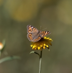 Junonia villida (Meadow Argus) at Acton, ACT - 22 Feb 2017 by Roger