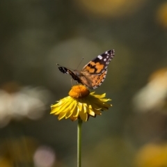 Vanessa kershawi (Australian Painted Lady) at Acton, ACT - 22 Feb 2017 by Roger