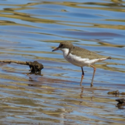 Erythrogonys cinctus (Red-kneed Dotterel) at Gungahlin, ACT - 22 Feb 2017 by CedricBear