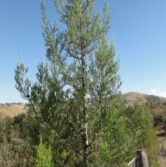Callitris endlicheri (Black Cypress Pine) at Greenway, ACT - 22 Feb 2017 by SteveC