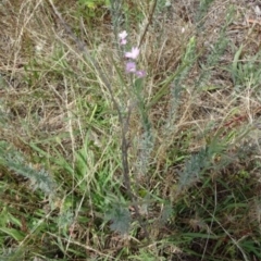 Epilobium hirtigerum (Hairy Willowherb) at Greenway, ACT - 22 Feb 2017 by SteveC