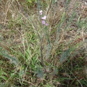 Epilobium hirtigerum at Greenway, ACT - 22 Feb 2017