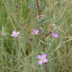 Epilobium hirtigerum at Greenway, ACT - 22 Feb 2017