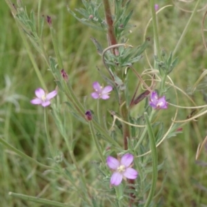 Epilobium hirtigerum at Greenway, ACT - 22 Feb 2017