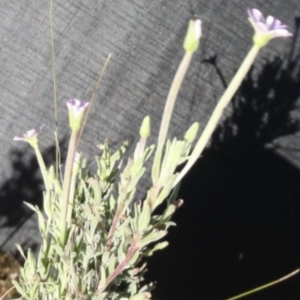 Epilobium sp. at Greenway, ACT - 22 Feb 2017 07:59 PM