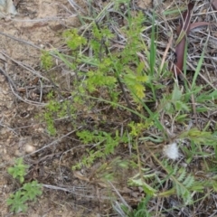 Acaena x ovina (Sheep's Burr) at Greenway, ACT - 22 Feb 2017 by SteveC