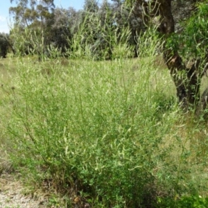 Melilotus albus at Greenway, ACT - 22 Feb 2017