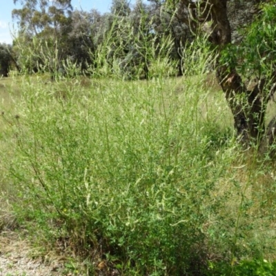 Melilotus albus (Bokhara) at Greenway, ACT - 22 Feb 2017 by SteveC