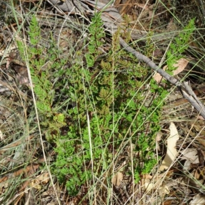 Cheilanthes sieberi (Rock Fern) at Greenway, ACT - 22 Feb 2017 by SteveC