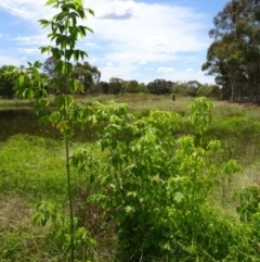 Acer negundo (Box Elder) at Greenway, ACT - 22 Feb 2017 by SteveC