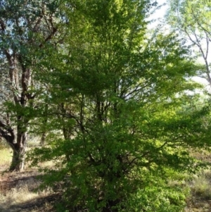 Crataegus monogyna at Greenway, ACT - 22 Feb 2017