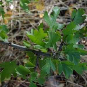 Crataegus monogyna at Greenway, ACT - 22 Feb 2017