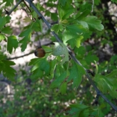 Crataegus monogyna at Greenway, ACT - 22 Feb 2017