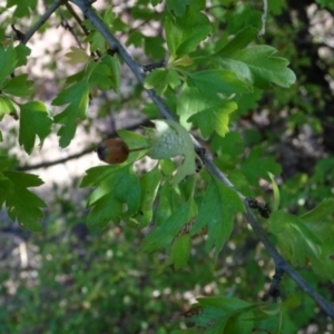 Crataegus monogyna at Greenway, ACT - 22 Feb 2017