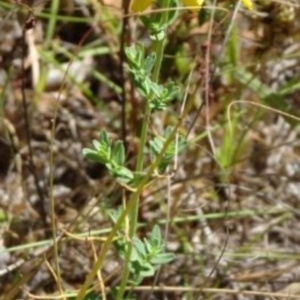 Hypericum perforatum at Greenway, ACT - 22 Feb 2017