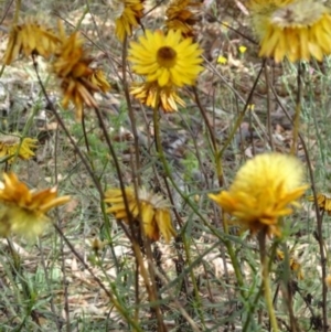 Xerochrysum viscosum at Greenway, ACT - 22 Feb 2017