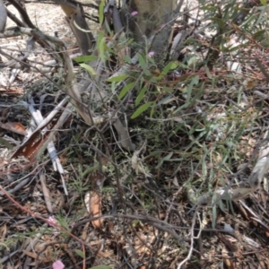 Convolvulus angustissimus subsp. angustissimus at Greenway, ACT - 22 Feb 2017