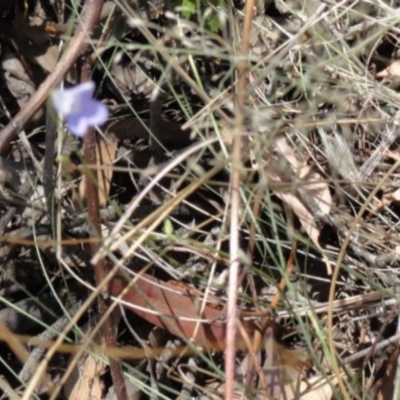 Wahlenbergia sp. (Bluebell) at Greenway, ACT - 22 Feb 2017 by SteveC