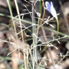 Wahlenbergia sp. at Greenway, ACT - 22 Feb 2017 08:32 PM