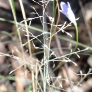 Wahlenbergia sp. at Greenway, ACT - 22 Feb 2017 08:32 PM
