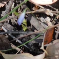 Wahlenbergia sp. at Greenway, ACT - 22 Feb 2017 08:32 PM