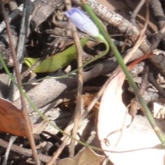 Wahlenbergia sp. at Greenway, ACT - 22 Feb 2017 08:32 PM
