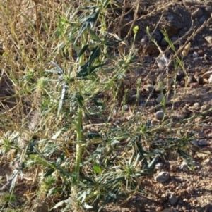 Xanthium spinosum at Greenway, ACT - 22 Feb 2017