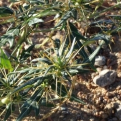 Xanthium spinosum at Greenway, ACT - 22 Feb 2017