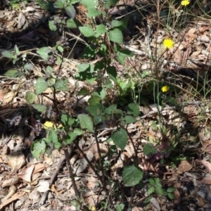 Solanum nigrum at Greenway, ACT - 22 Feb 2017