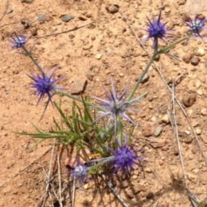 Eryngium ovinum at Greenway, ACT - 22 Feb 2017 07:20 PM