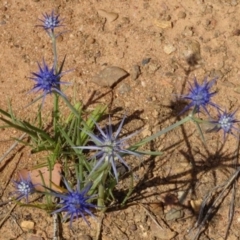 Eryngium ovinum at Greenway, ACT - 22 Feb 2017 07:20 PM