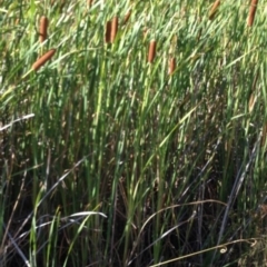 Typha sp. (Cumbungi) at Greenway, ACT - 22 Feb 2017 by SteveC