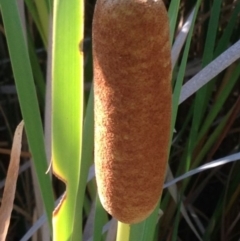 Typha sp. at Greenway, ACT - 22 Feb 2017 09:11 PM