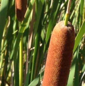 Typha sp. at Greenway, ACT - 22 Feb 2017 09:11 PM