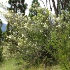 Bursaria spinosa (Native Blackthorn, Sweet Bursaria) at Greenway, ACT - 27 Jan 2017 by SteveC