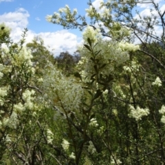 Bursaria spinosa at Greenway, ACT - 27 Jan 2017