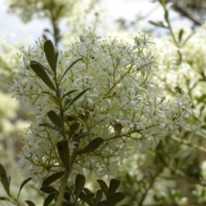 Bursaria spinosa at Greenway, ACT - 27 Jan 2017