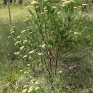 Cassinia longifolia at Greenway, ACT - 22 Feb 2017